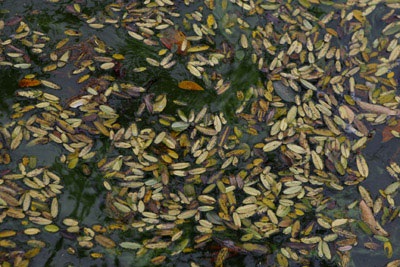 Hà Nội: Khổ vì lá - 2