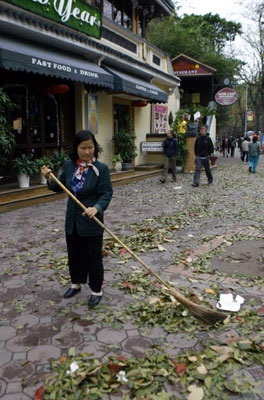 Hà Nội: Khổ vì lá - 3