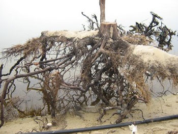 Nước biển uy hiếp nhà dân - 6 Nước biển uy hiếp nhà dân - 6