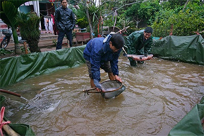 Đặc sản cá kho làng “Vũ Đại” - 7