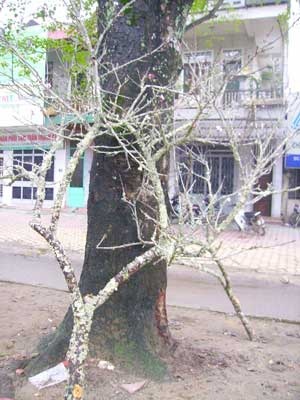 “Săn” đào rừng chơi Tết - 1 “Săn” đào rừng chơi Tết - 1
