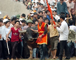 Lễ hội chọi trâu cổ xưa nhất Việt Nam - 1 Lễ hội chọi trâu cổ xưa nhất Việt Nam - 1
