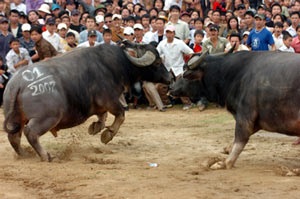 Lễ hội chọi trâu cổ xưa nhất Việt Nam - 2 Lễ hội chọi trâu cổ xưa nhất Việt Nam - 2