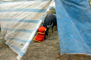 Lễ hội chọi trâu cổ xưa nhất Việt Nam - 3 Lễ hội chọi trâu cổ xưa nhất Việt Nam - 3