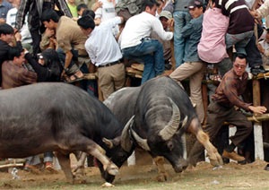 Lễ hội chọi trâu cổ xưa nhất Việt Nam - 5 Lễ hội chọi trâu cổ xưa nhất Việt Nam - 5