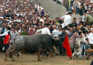 Lễ hội chọi trâu cổ xưa nhất Việt Nam - 6 Lễ hội chọi trâu cổ xưa nhất Việt Nam - 6