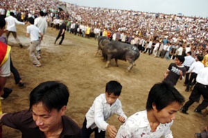 Lễ hội chọi trâu cổ xưa nhất Việt Nam - 7 Lễ hội chọi trâu cổ xưa nhất Việt Nam - 7