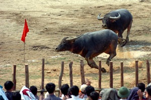 Lễ hội chọi trâu cổ xưa nhất Việt Nam - 8 Lễ hội chọi trâu cổ xưa nhất Việt Nam - 8