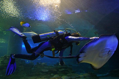 Chiêm ngưỡng thuỷ cung Vinpearl! - 1