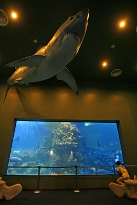 Chiêm ngưỡng thuỷ cung Vinpearl! - 8