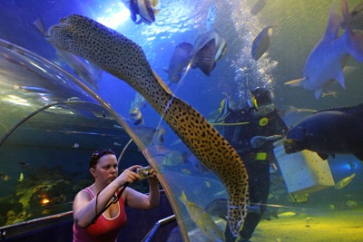 Chiêm ngưỡng thuỷ cung Vinpearl! - 11