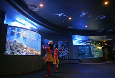 Chiêm ngưỡng thuỷ cung Vinpearl! - 12