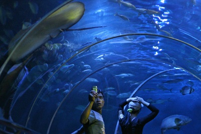 Chiêm ngưỡng thuỷ cung Vinpearl! - 3