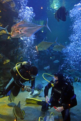 Chiêm ngưỡng thuỷ cung Vinpearl! - 4