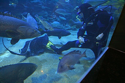 Chiêm ngưỡng thuỷ cung Vinpearl! - 5