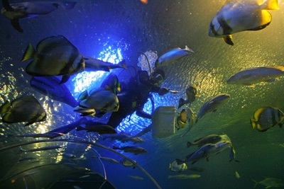 Chiêm ngưỡng thuỷ cung Vinpearl! - 6