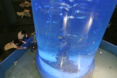 Chiêm ngưỡng thuỷ cung Vinpearl! - 7