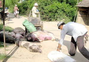 Hệ lụy buồn từ “bão” dịch tai xanh - 1 Hệ lụy buồn từ “bão” dịch tai xanh - 1