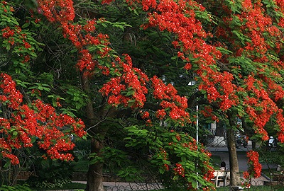 Chùm ảnh: Hoa phượng rực phố - 13 Chùm ảnh: Hoa phượng rực phố - 13