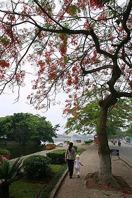 Chùm ảnh: Hoa phượng rực phố - 2 Chùm ảnh: Hoa phượng rực phố - 2