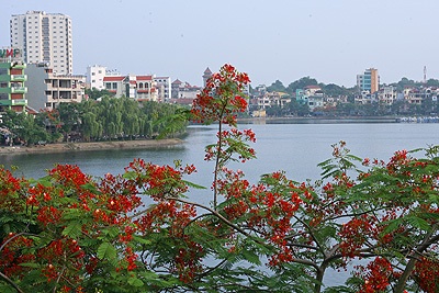 Chùm ảnh: Hoa phượng rực phố - 6 Chùm ảnh: Hoa phượng rực phố - 6