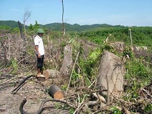 Toàn cảnh một cánh rừng bị tàn phá - 3 Toàn cảnh một cánh rừng bị tàn phá - 3