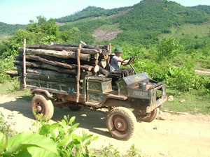 Toàn cảnh một cánh rừng bị tàn phá - 1 Toàn cảnh một cánh rừng bị tàn phá - 1