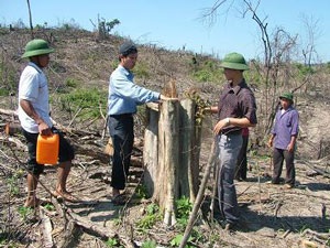 Toàn cảnh một cánh rừng bị tàn phá - 2 Toàn cảnh một cánh rừng bị tàn phá - 2