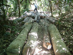 Toàn cảnh một cánh rừng bị tàn phá - 5 Toàn cảnh một cánh rừng bị tàn phá - 5