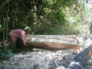 Toàn cảnh một cánh rừng bị tàn phá - 4 Toàn cảnh một cánh rừng bị tàn phá - 4