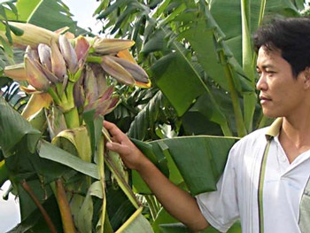 Buồng chuối khổng lồ 132 nải  - 1