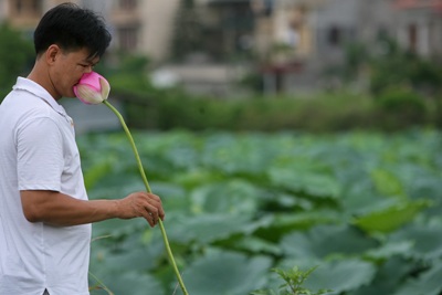 Chùm ảnh: Chơi sen - 1 Chùm ảnh: Chơi sen - 1