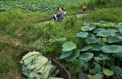 Chùm ảnh: Chơi sen - 13 Chùm ảnh: Chơi sen - 13