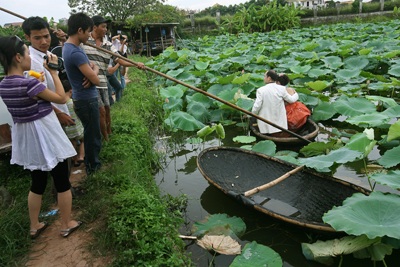 Chùm ảnh: Chơi sen - 14 Chùm ảnh: Chơi sen - 14