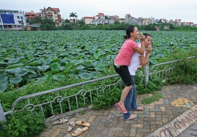 Chùm ảnh: Chơi sen - 18 Chùm ảnh: Chơi sen - 18