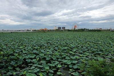 Chùm ảnh: Chơi sen - 2 Chùm ảnh: Chơi sen - 2