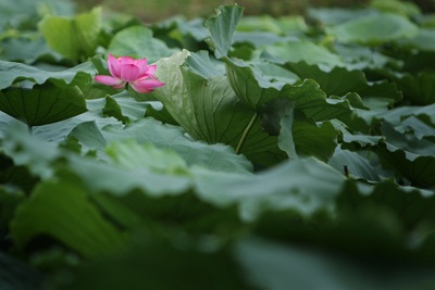 Chùm ảnh: Chơi sen - 3 Chùm ảnh: Chơi sen - 3