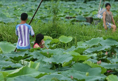 Chùm ảnh: Chơi sen - 6 Chùm ảnh: Chơi sen - 6