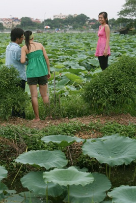 Chùm ảnh: Chơi sen - 7 Chùm ảnh: Chơi sen - 7