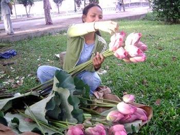 Nồng nàn sen Huế! - 2 Nồng nàn sen Huế! - 2