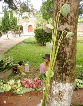 Nồng nàn sen Huế! - 5 Nồng nàn sen Huế! - 5