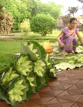 Nồng nàn sen Huế! - 7 Nồng nàn sen Huế! - 7