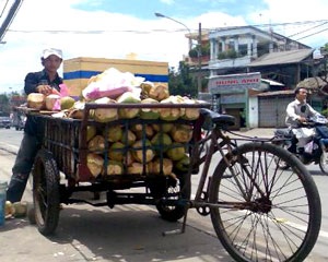 “Mặc lại áo” cho dừa xiêm - 1 “Mặc lại áo” cho dừa xiêm - 1