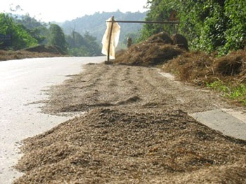 Biến quốc lộ thành... sân phơi rơm - 3 Biến quốc lộ thành... sân phơi rơm - 3