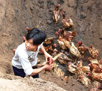 Dân đổ xô cướp gà tiêu hủy - 2 Dân đổ xô cướp gà tiêu hủy - 2