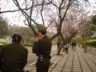 Hà Nội nồng nàn sắc tím hoa ban - 2