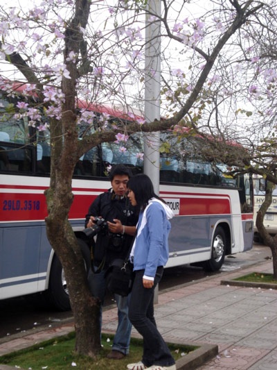 Hà Nội nồng nàn sắc tím hoa ban - 7