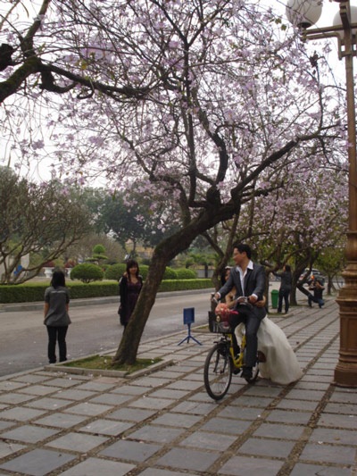 Hà Nội nồng nàn sắc tím hoa ban - 9