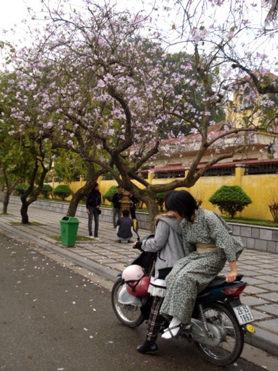 Hà Nội nồng nàn sắc tím hoa ban - 10