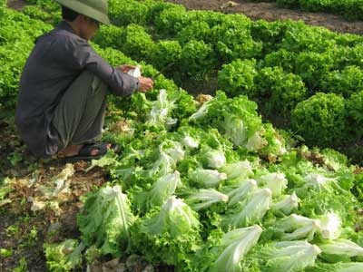 Khóc như nông dân… được mùa rau - 1 Khóc như nông dân… được mùa rau - 1